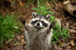 Raccoon Removal 